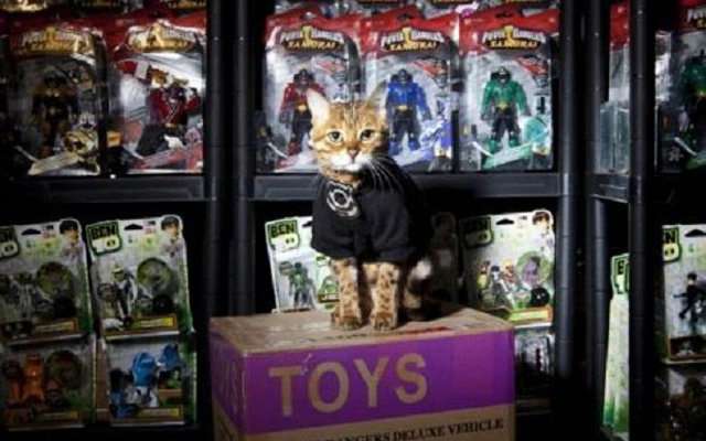 В Британии склад игрушек охраняет кошка