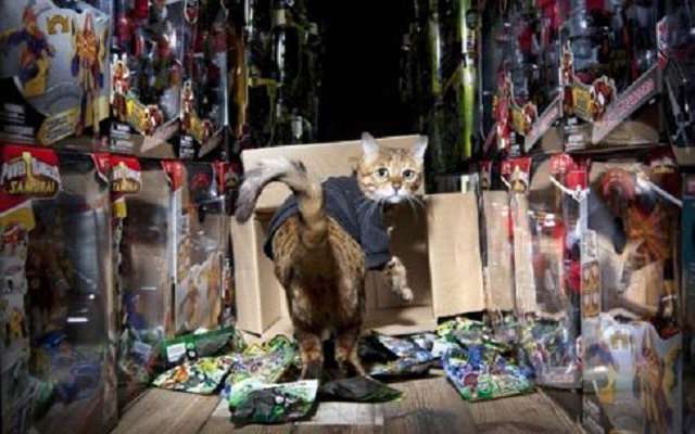 В Британии склад игрушек охраняет кошка