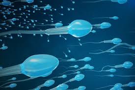 Сколько получают доноры спермы и кто может ими стать | НашКиев.UA