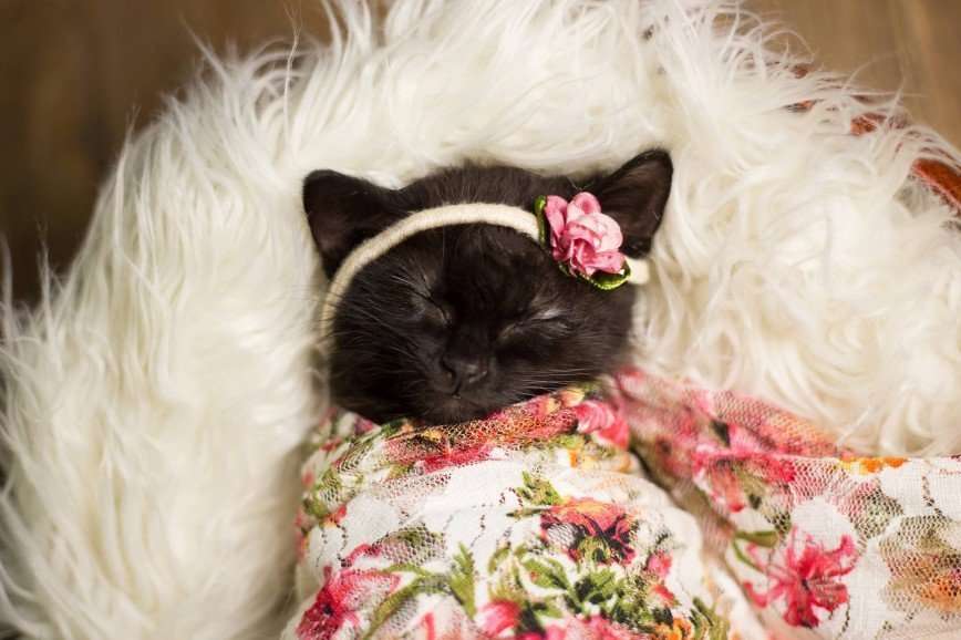 Мимимишные фотографии маленькой кошечки