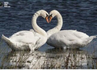 День всіх закоханих у тварин.