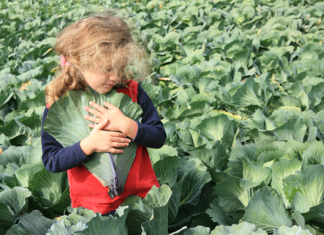 Капустяне диво.