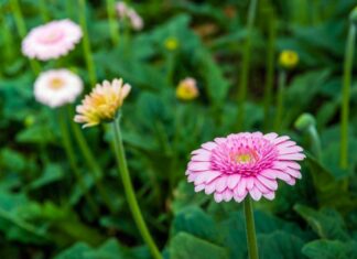 Виставка гербер відкриється в Ботанічному саду МГУ.