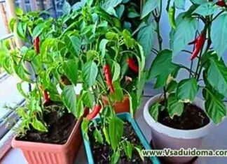 Зимовий город: забираємо рослини в квартиру на дорощування