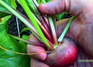 Кьоджа (кьоджі) — смугастий овоч з італійським корінням