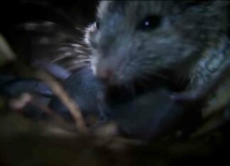 Ось такі мишки-порушки і хом’ячки-пухлячки!