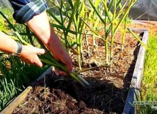 Вирощування часнику за методом бублика-посадка і догляд