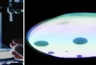 Вчені помістили мух у віртуальну реальність для вивчення зору