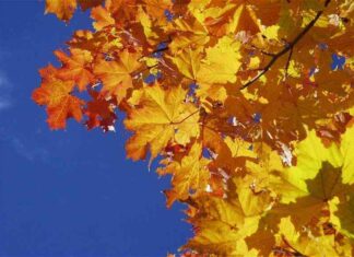 17 причин радіти приходу осені