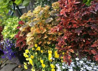 Колеуси – краса і яскраві фарби будинку і на вулиці