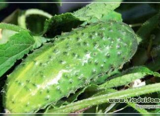 Як продовжити плодоношення томатів, баклажанів, перців, огірків