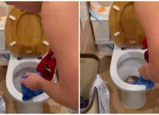 Кошеня виліз з унітазу в одній з квартир в ленінградській області