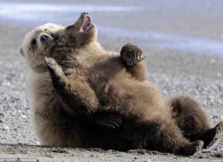 Вчимося відпочивати, як ведмеді