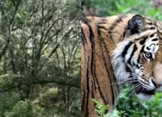 У примор’ї грибникам довелося відсиджуватися на дереві, поки по лісі бродив тигр