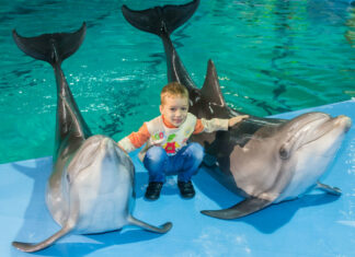 До чого сняться дельфіни