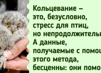 Зоолог поділився зворушливими фото совенят, а заодно розповів, навіщо на диких птахів надягають кільця