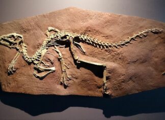 Палеонтологи з’ясували, що динозаври могли дихати по-різному