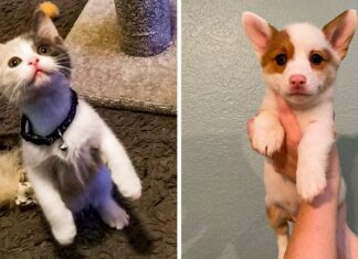 20 + крихітних хвостиків, чий розмір обернено пропорційний їх чарівності