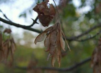 Карликовий літак: для чого створили пристрій розміром з піщинку