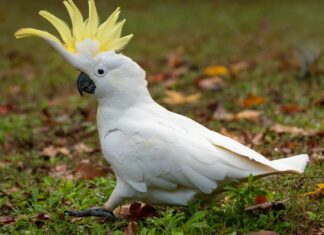 Високий інтелект виявився шкідливий для тварин в неволі