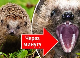 10 милих тварин, від яких краще тримати руки подалі. Якщо вони вам ще потрібні, звичайно
