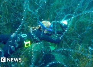 Рекордно теплі моря сприяють появі незвичайних видів у водах Великобританії