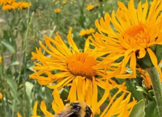 Запитання та відповіді: Комахи повинні потребувати кращого середовища проживання, щоб допомогти фермерам