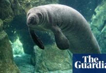 Відлуння, що зникають: дослідження вимирання в «Морських звірях» Іїди Турпейнена