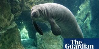 Відлуння, що зникають: дослідження вимирання в «Морських звірях» Іїди Турпейнена