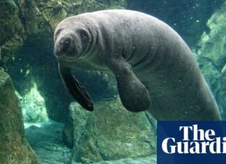 Відлуння, що зникають: дослідження вимирання в «Морських звірях» Іїди Турпейнена