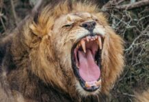 Новий рев лева: “Проміжний рев”