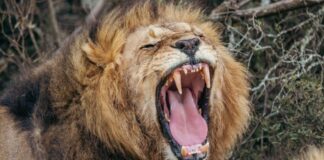 Новий рев лева: “Проміжний рев”