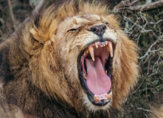 Новий рев лева: “Проміжний рев”