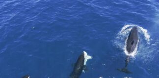 Орачки розробили нову тактику: атакувати білих акул у перевернутому положенні