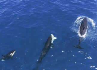 Орачки розробили нову тактику: атакувати білих акул у перевернутому положенні