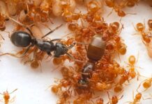 Мурахи-паразити організовують вбивство королеви, щоб захопити контроль