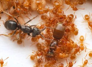 Мурахи-паразити організовують вбивство королеви, щоб захопити контроль