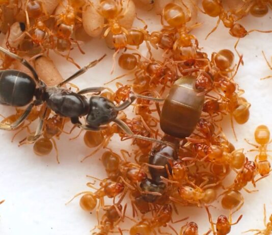 Мурахи-паразити організовують вбивство королеви, щоб захопити контроль