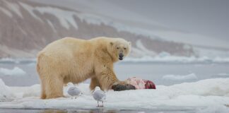 Polar Bears’ Leftovers: Unsung Feeders of the Arctic Ecosystem