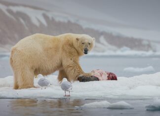 Залишки білого ведмедя: невимовні годувальники арктичної екосистеми