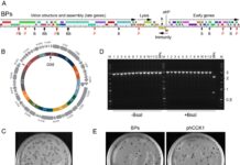Інженерія невидимого: вчені створили повністю синтетичні бактеріофаги