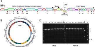 Інженерія невидимого: вчені створили повністю синтетичні бактеріофаги