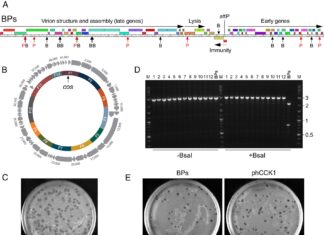 Інженерія невидимого: вчені створили повністю синтетичні бактеріофаги