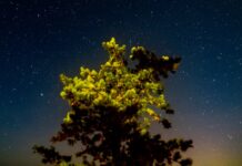 Місцеві жителі борються за збереження темного неба серед нової золотої лихоманки на Верхньому півострові Мічигану