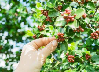 Прихований ритм кави: як біологія рослин формує рішення фермерів