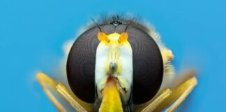 Недооцінені запилювачі: як життєлюби можуть врятувати наш урожай