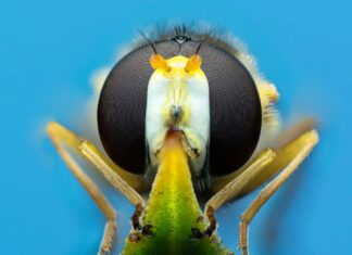 Недооцінені запилювачі: як життєлюби можуть врятувати наш урожай