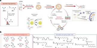 Nuevas nanopartículas podrían reducir significativamente los costos y las dosis de las vacunas de ARNm