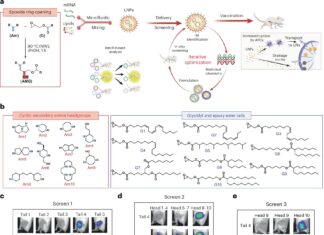 Нові наночастинки можуть значно знизити вартість і дозування мРНК-вакцин