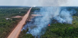 Незаконні дороги: зростаюча загроза тропічним лісам